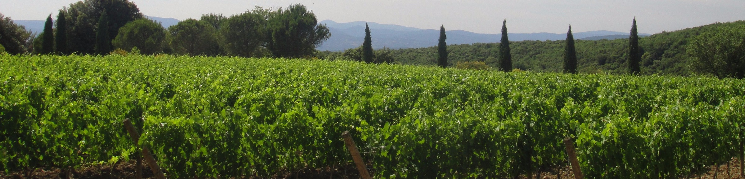 Toscana vin