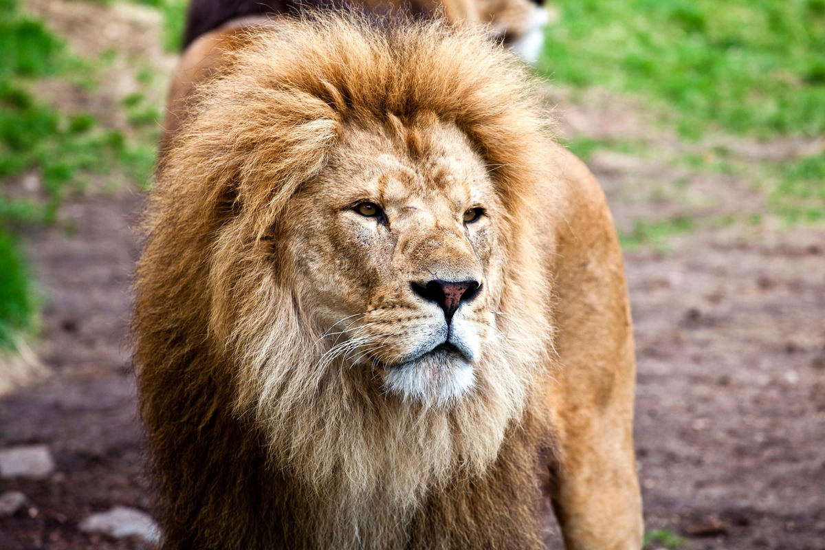 Løve i Dyreparken